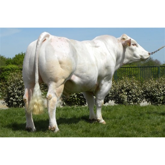 Tinh bò thịt Genes thường: Charolais-Brasero